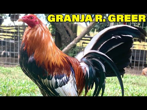 Gallos Roberto Greer Kelso Radio Leiper Hatch Sweater | Beautiful Birds