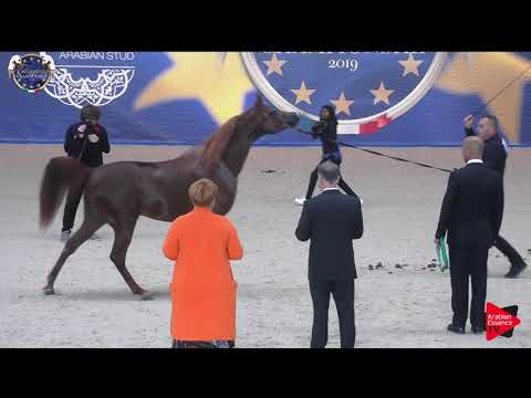 N.107 INVICTUS - European Championship 2019 - 4-6 Years Old Stallions (Class 13)