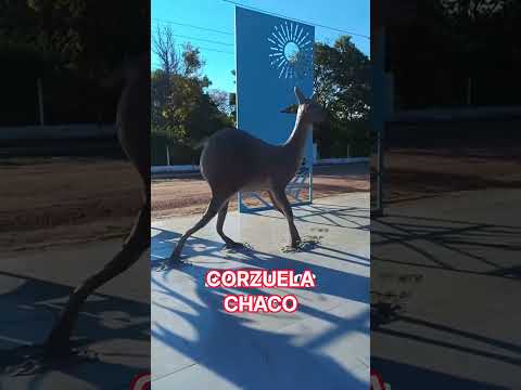 #argentina #chaco #cultura #CORZUELA