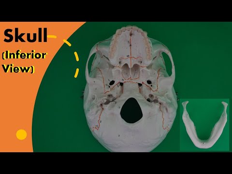 Skull Inferior View