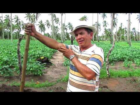Agricultores falam da expectativa de colheita em abril