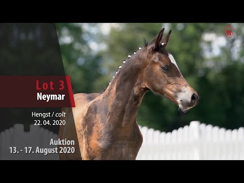 Online Foal Auction from August 13-17, 2020: Lot 3 Neymar Stallion by Neverland WE - Movie Star