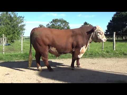 Lote Toros Polled Hereford, Lavalleja