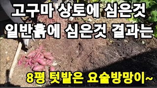 텃밭주인 8평 텃밭에는 없는게 없다ㅋ가을 고구마 수확 상토와 일반흙 실험 결과는?#고구마재배 #고구마키우기 …