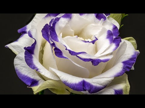 End of the World 7 Secrets | Rapture 2023?