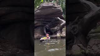 Why are these rocks in the Jungle Cruise? #wdw #junglecruise  #disneyparks #disney #disneyshorts