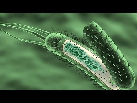 What Is Bacteria?