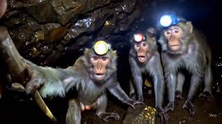 Download lagu Nambang bawok kwwkwk mp3 Download lagu Nambang bawok kwwkwk mp3