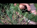 How to Add Garlic to Your Diet