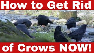 Fast & Effective: How to Get Rid of Crows NOW!
