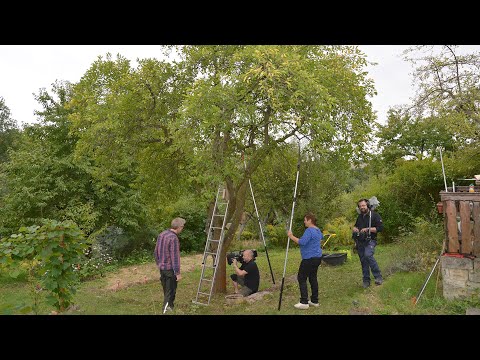 Äpfel ernten und einen alten Pflaumenbaum beschneiden | MDR Garten