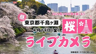 🌸桜ライブカメラ🌸東京千鳥ヶ淵　2024年4月19日(金)