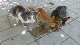 preview picture of video 'Wilde poezen voeren op Lesbos Griekenland. Feed wild cats in Greece. HD video.'