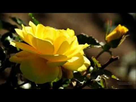 107  Hino CCB  O fim de tudo chegará