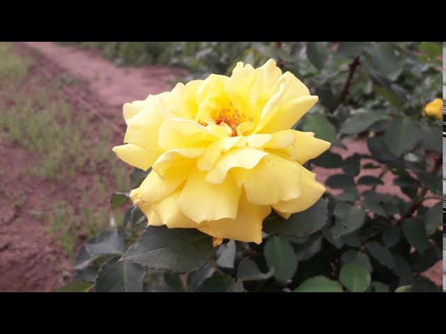 Роза ГОЛД ШТЕРН  /GOLD STERN/  плетистая. ТАНТАУ.