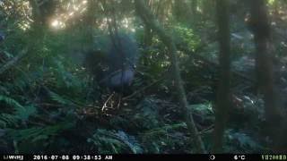 Download lagu Male Alberts Lyrebird displaying and singing territorial song mp3