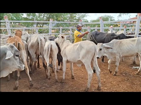 FEIRA DO GADO DE PASSA E FICA-RN. 07/12 /2025 