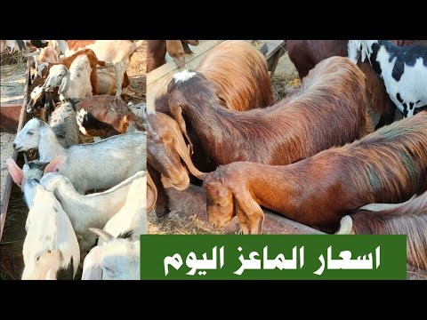 , title : 'اسعار الماعز الشامي والقبرصى والفرنساوى وخليط البور اليوم داخل سوق السبت للمواشى'