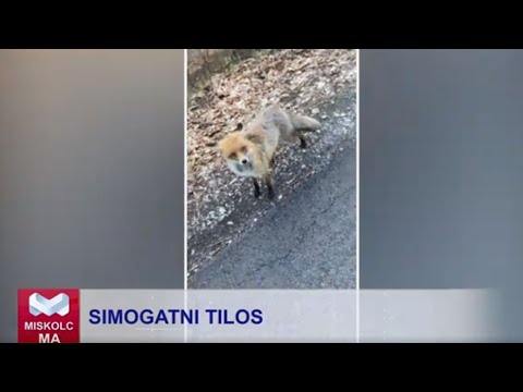 Videó előnézet