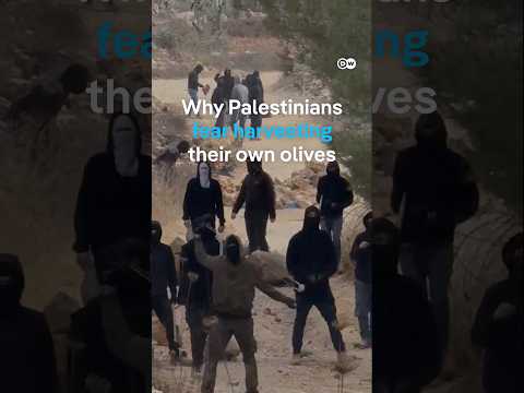 Why Palestinians fear harvesting their own olives | DW NEWS