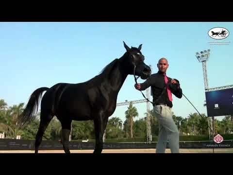 N 30 KAMAR EGA   Rabab Arabian Horse Championships   Yearling Fillies Class 1C
