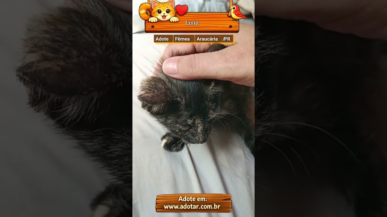 Gato raça SRD-ViraLata idade 2 a 6 meses nome Luna