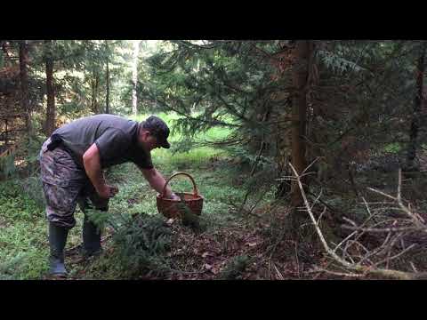 Český houbař.( Tschechischer Pilzsammler/Czech mushroom picker )