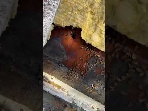Apex Pest Control technician Tom Johnson using a gentle specialist vacuum to extract a honey bee colony from a cavity wall for live relocation