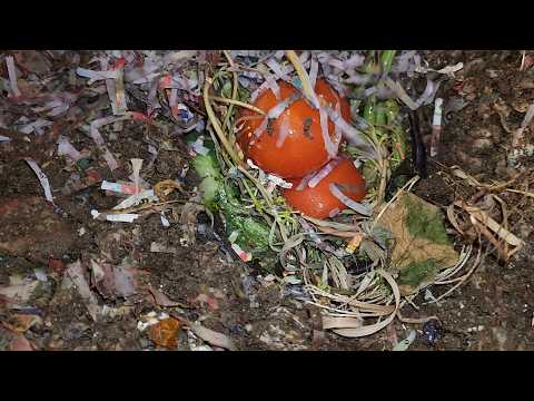 European Nightcrawler (Mixed Bin 4) Harvest & Feeding 10 Sept 2024 #vermicomposting #wormfarming