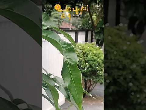 chirapuchiri mazhayathu #song #mazha #chirapunji