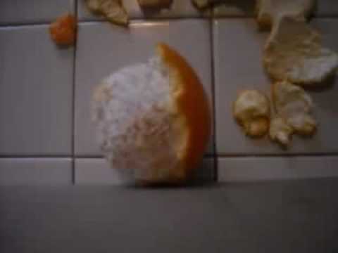 Common Fruits and Vegetables (Some assembly required).mov