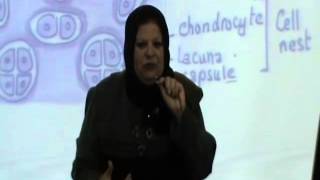 18) Dr.Gihan [Cartilage]