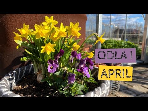 Odla i APRIL - Det gror och växer i trädgården och även om det är kallt är våren här