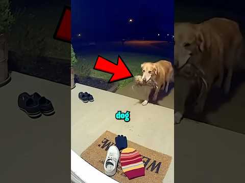 Why Did The Dog Do This?😱