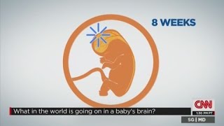 What's going on inside a baby's mind?
