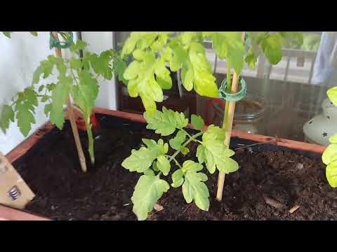 Balkon w pomidorach 30.05.2021 - eksperyment vol. 2 podwieszanie pomidorów