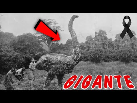 ÚLTIMO ENCUENTRO con el AVE MOA ¡El Gigante de las Aves! 🤯