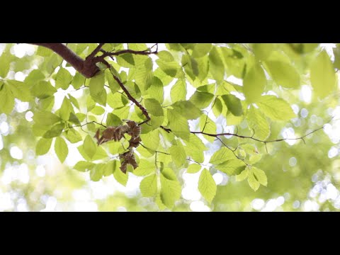 Gianmarco Meucci -  L'Ipnosi