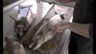 Kaz vs Wild Season 2, Animal harvest at survival camp