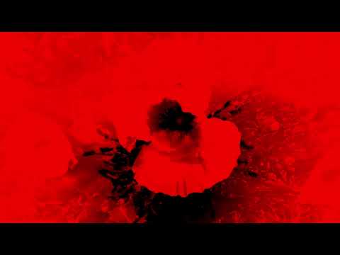 Demikhov - Der Abend Der Schwarzen Rumore (Official Video)