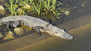 🦁🐊Hiking with Yoshi at Celery Fields Sarasota:#alligators #catfish #lions #hiking #urbex #exploring 