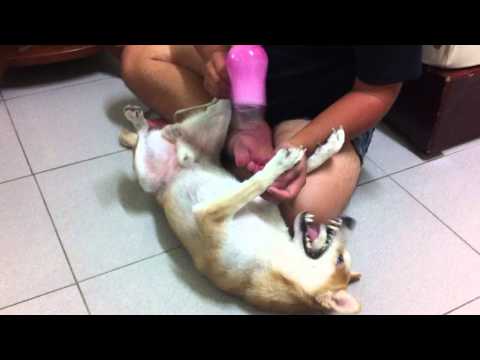 咪醬吹毛秀(原發表者:咪醬媽)(影片)