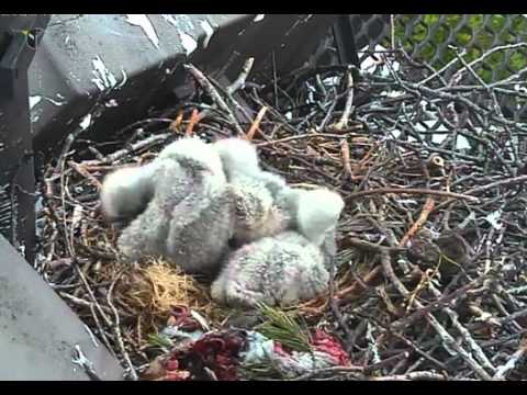 Cornell Red-tailed Hawk Chicks 05 08 2012.wmv