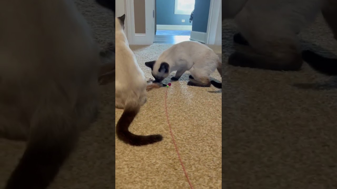 Enlarge MARIE AND SHUN, an adopted Siamese in Gurnee, IL video 2/4