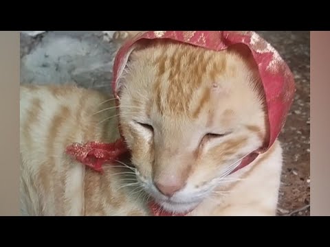 Sleeping my cute 🥰 💤😴 #cutecatfunnyvideo