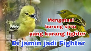 Download lagu Cara mengatasi burung sirtu yang kurang fighter,, bisa jadi fighter. mp3