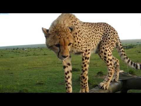 Cheetah hops in back seat of safari truck