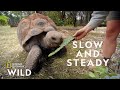 The Largest Turtle Species Secrets Of The Zoo Down Under