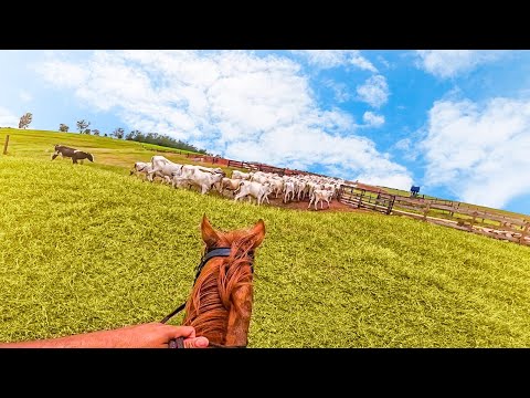 HOJE É DIA DE TOCAR A BOIADA NA FAZENDA !