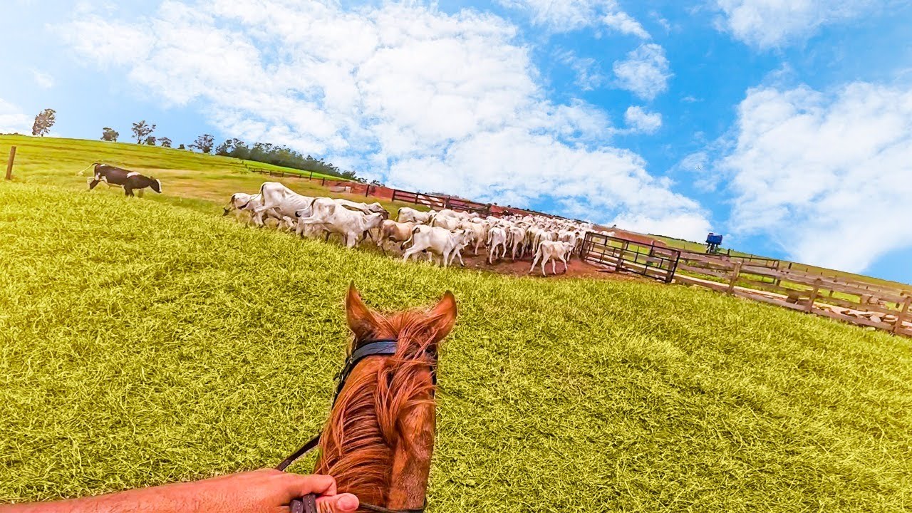 HOJE É DIA DE TOCAR A BOIADA NA FAZENDA !